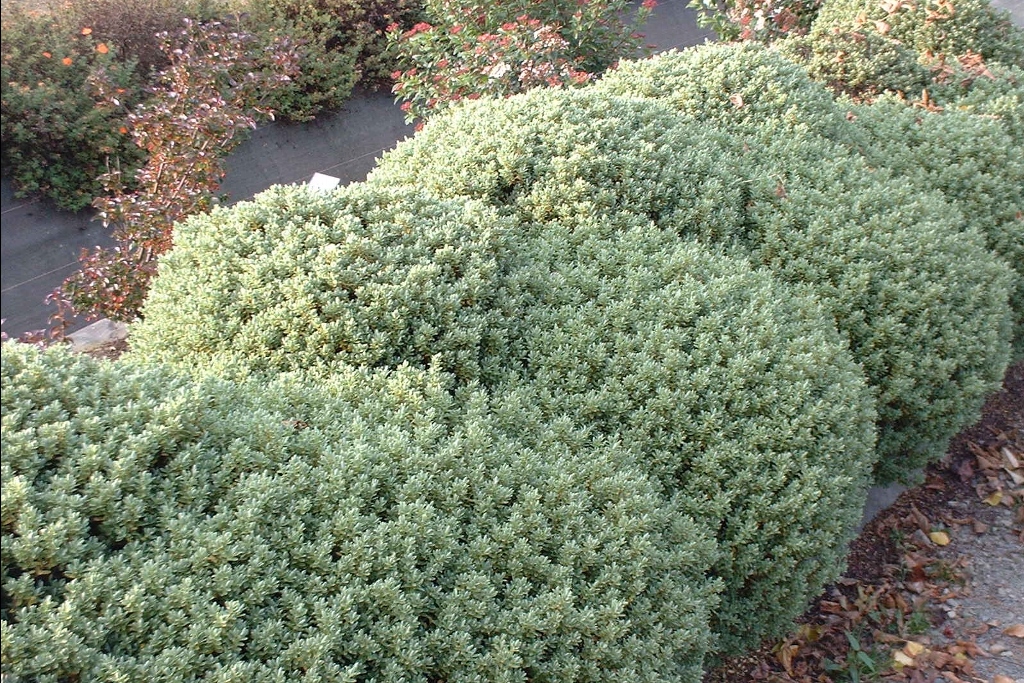 Hebe pinguifolia Sutherlandii